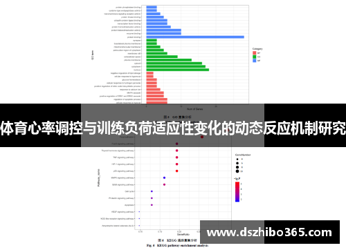 体育心率调控与训练负荷适应性变化的动态反应机制研究